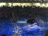 Shamu Show