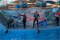 Dolphin Show