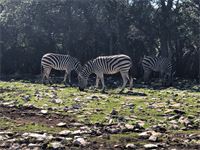 Hey Zebra, come to eat here.