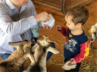 Love baby goats.